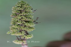 Hymenodictyon orixense